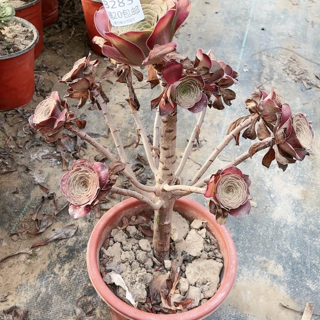 283魅金玫瑰多肉养死不包赔