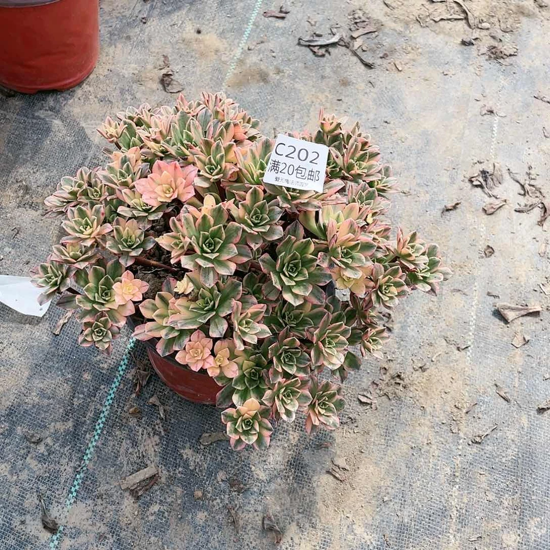202甜茶多肉养死不包赔