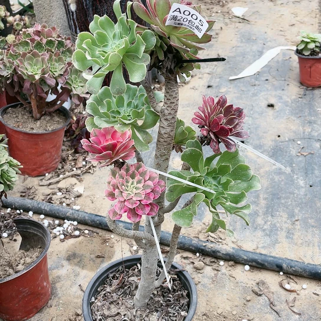 005嫁接有伤养死不包赔