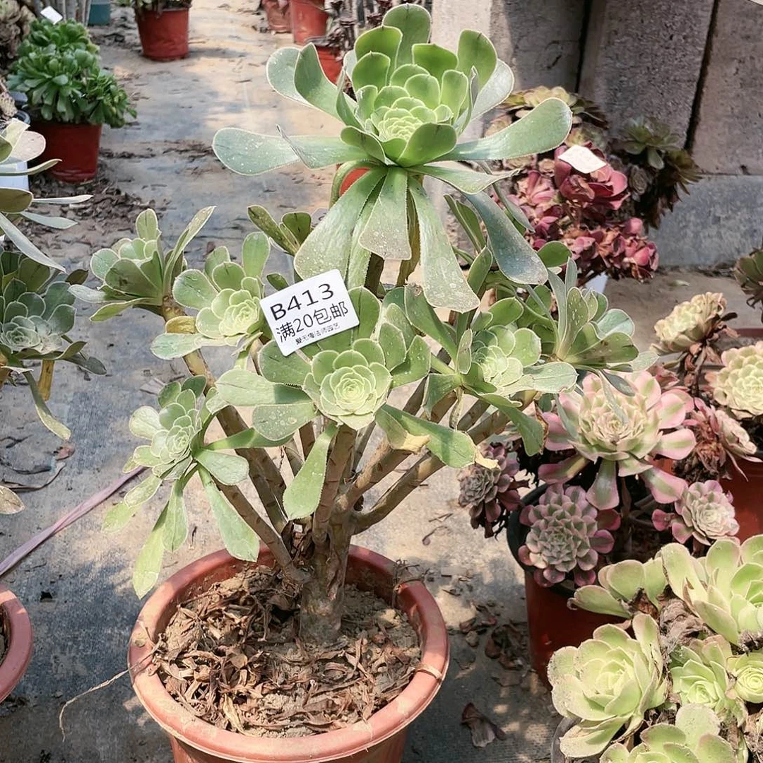 红*413绿法师养死不包赔