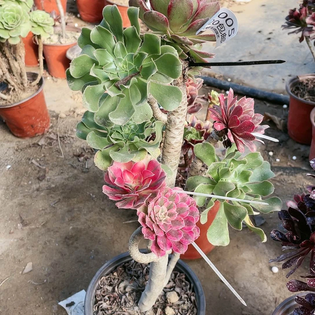 005有伤嫁接法师养死不包赔