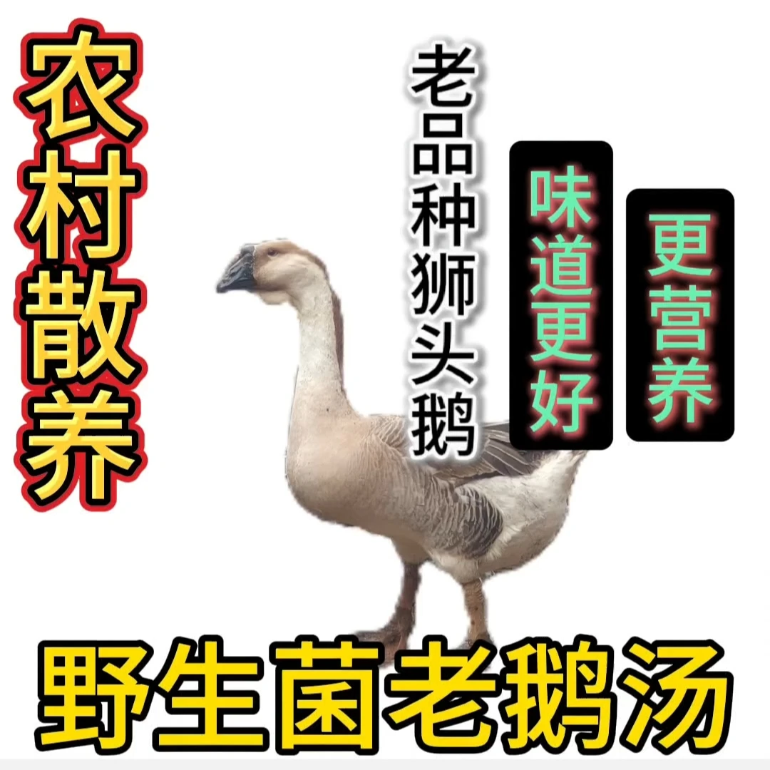 散养狮头鹅纯玉米喂养顺丰快递包邮坏了包赔