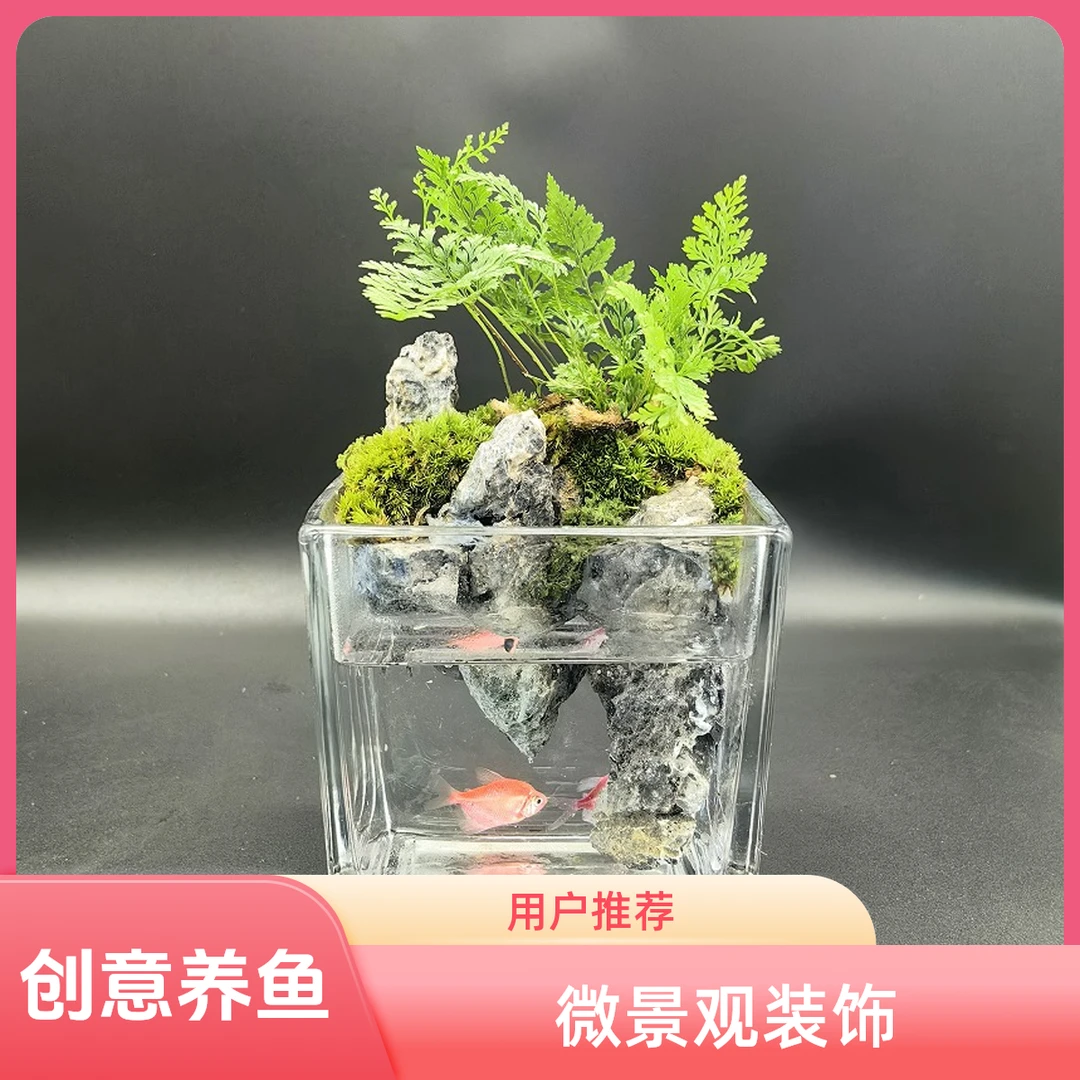 狼尾蕨小方缸桌面微景观苔藓植物装饰