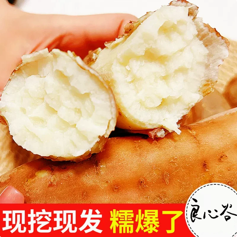 【良心谷】哈密白薯番薯软糯香甜甄选食用红薯皮薄肉多生态种植美味