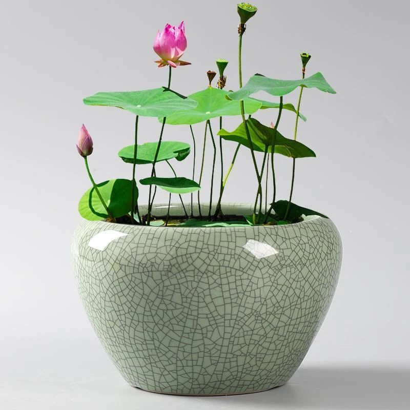 睡碗莲盆缸专用陶瓷大号无孔水养植物一叶莲荷花盆铜钱草水培器皿
