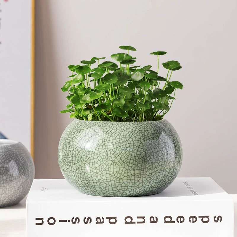 简约水养铜钱草花盆陶瓷水培种植专用容器无孔客厅办公室桌面摆件