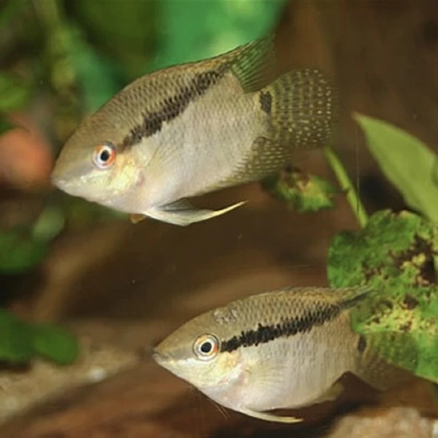 画眉鱼南美热带观赏鱼群游小型慈鲷鱼画眉鲷温顺易饲养草缸可养