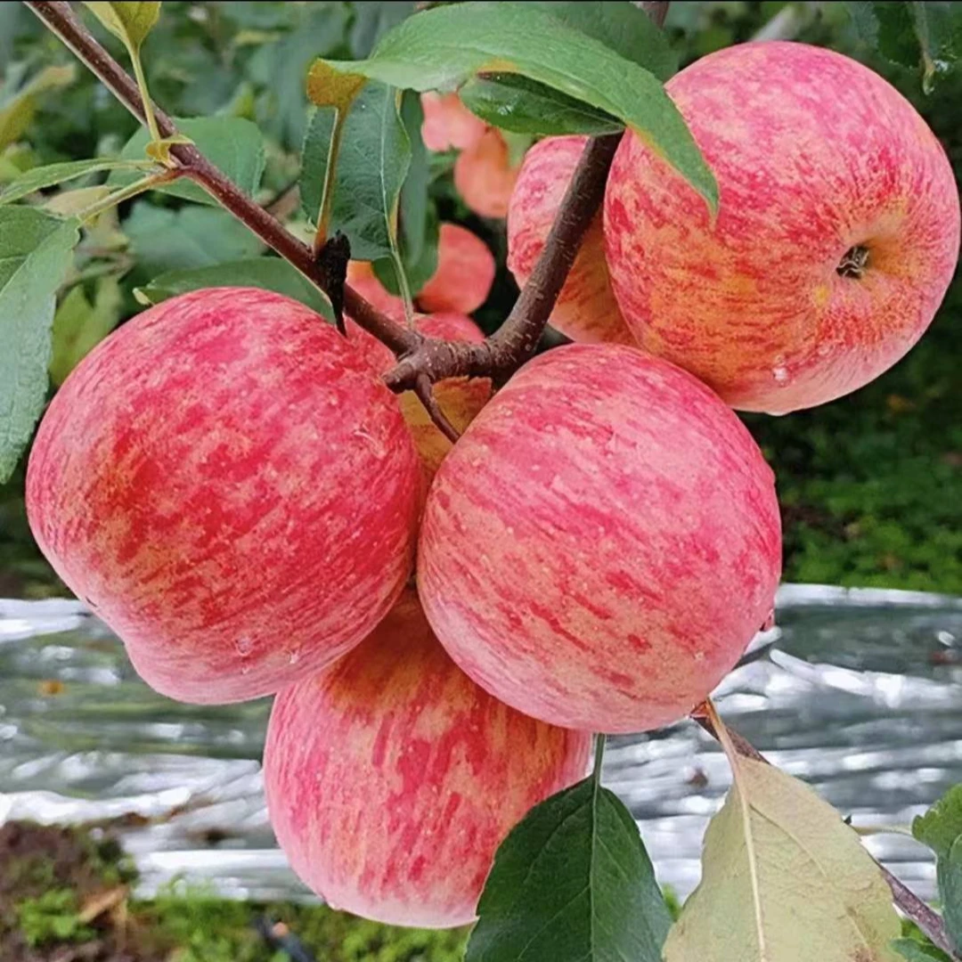 水果蔬菜 > 水果 > 苹果