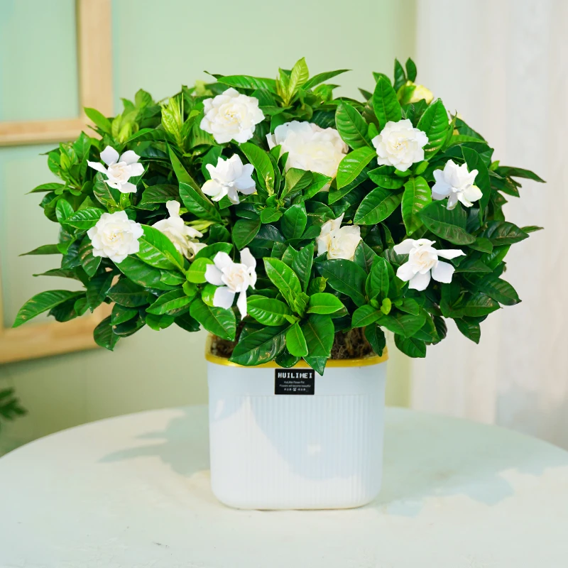 鲜花养活栀子花浓香型盆栽室内外基地批发花卉绿植四季好养送肥料