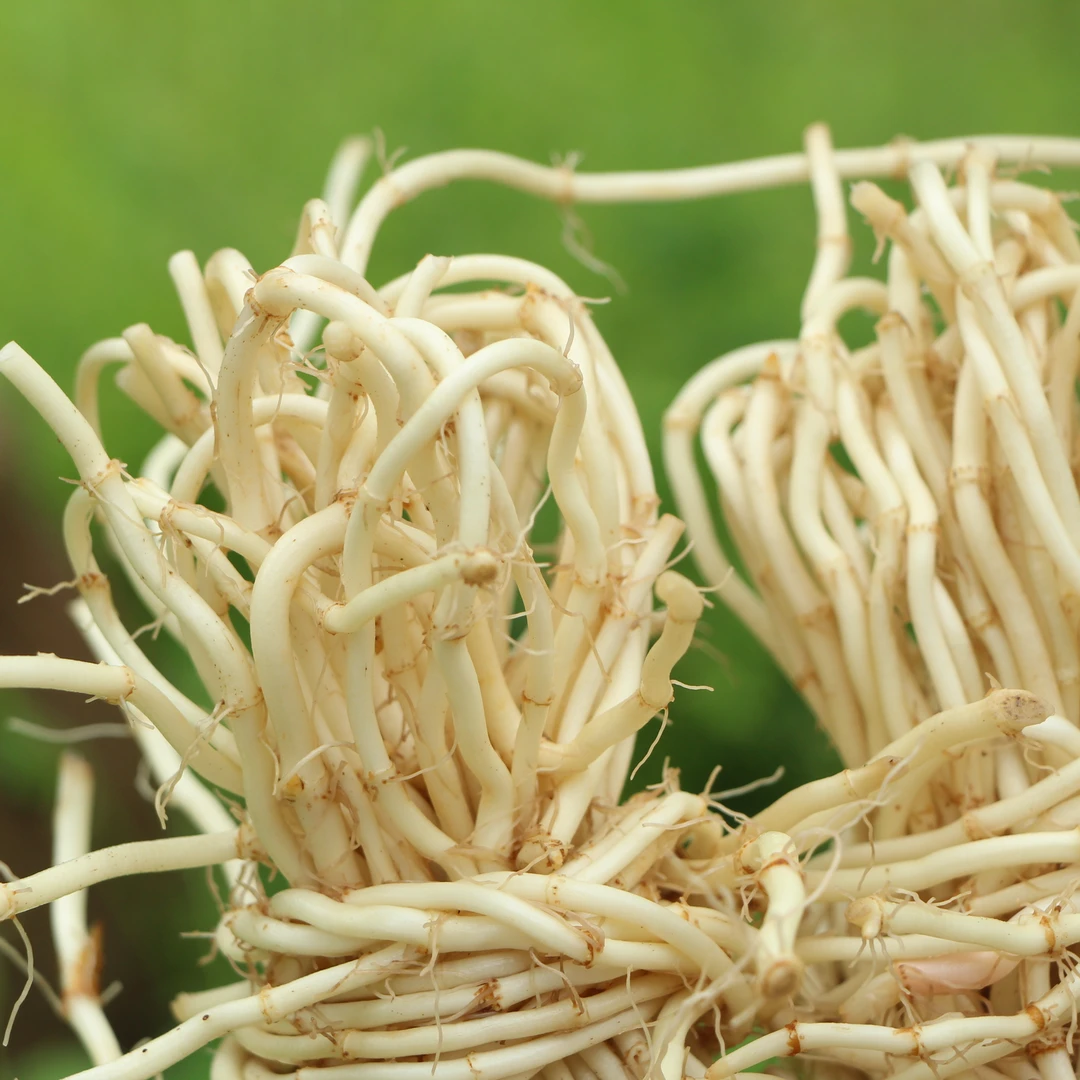 农家现挖鱼腥草新鲜折耳根精香浓美味节儿根凉拌爽口营养脆嫩