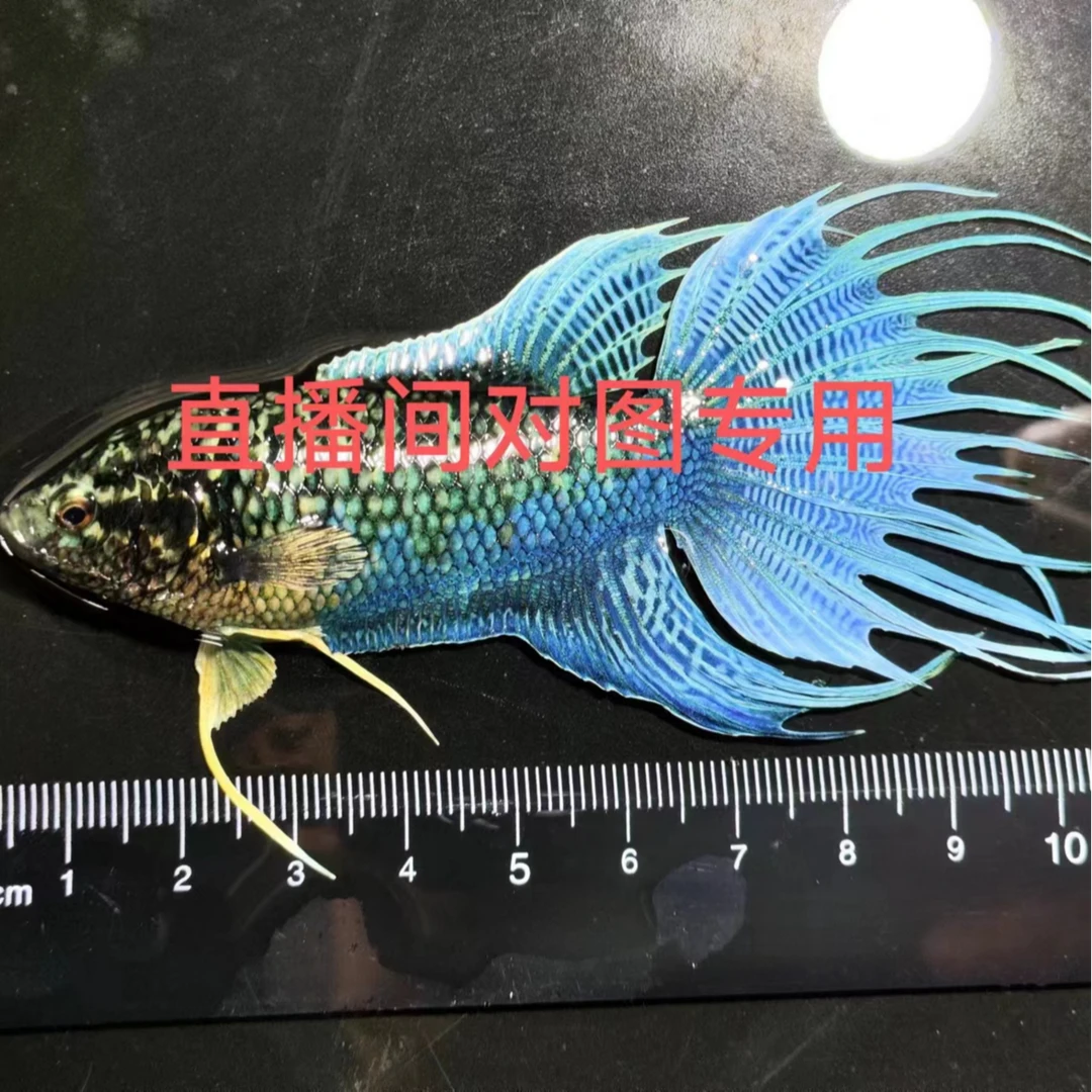 【直播间专用一物一拍】中国斗鱼 观赏鱼 菩萨鱼 无纹蓝 蛇血蓝