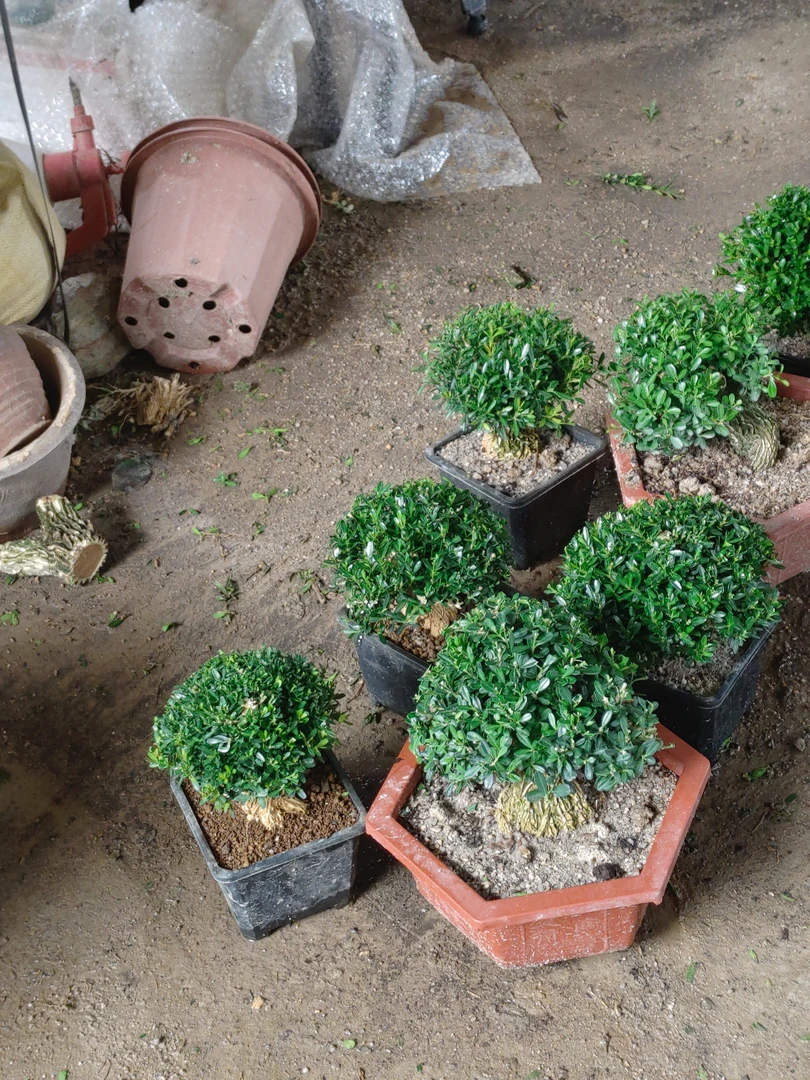 黄杨.家有黄杨树.代代状元出