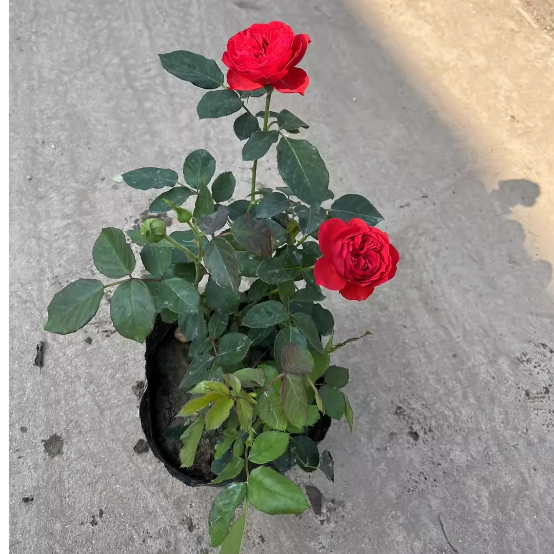 红苹果灌木庭院阳台盆栽多季开花红色大花浓香花卉