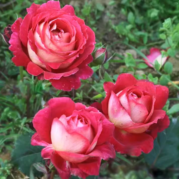 马萨德医生法国大花强草莓香味双色玫瑰苗月季 阳台盆栽医生