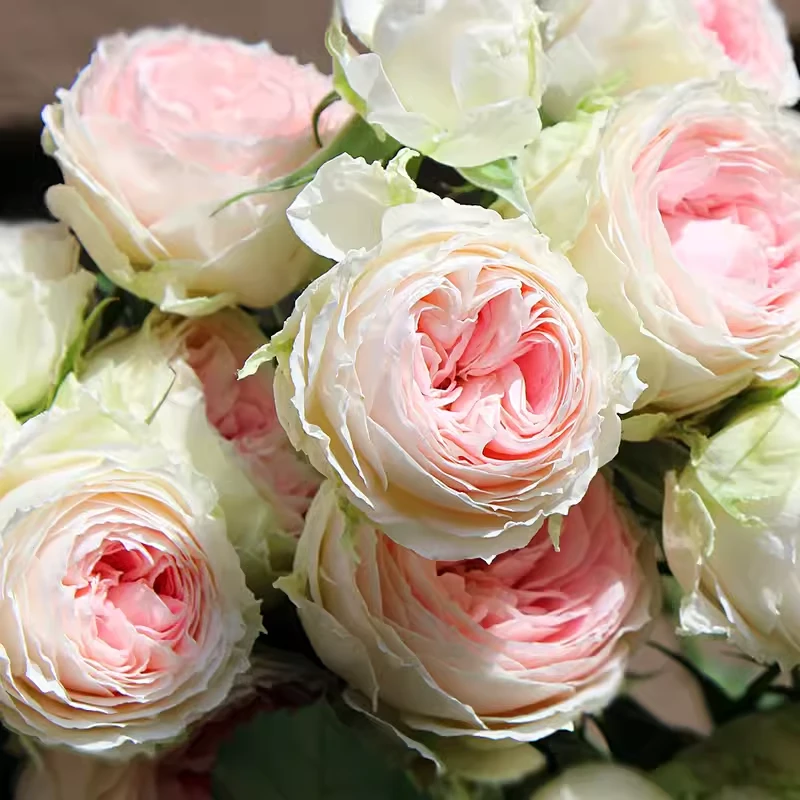 大花【门廊绒球】月季小苗花盆栽欧月灌木勤花耐热阳台四季开花苗