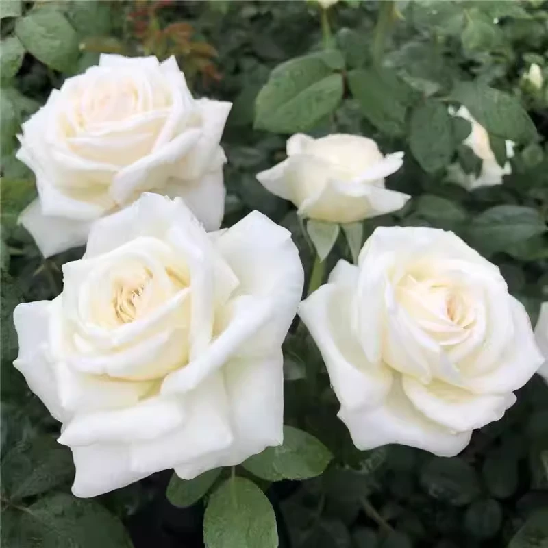 【珍妮莫罗】月季浓香玫瑰花苗白巧克力保罗二世白色四季开大花盆栽