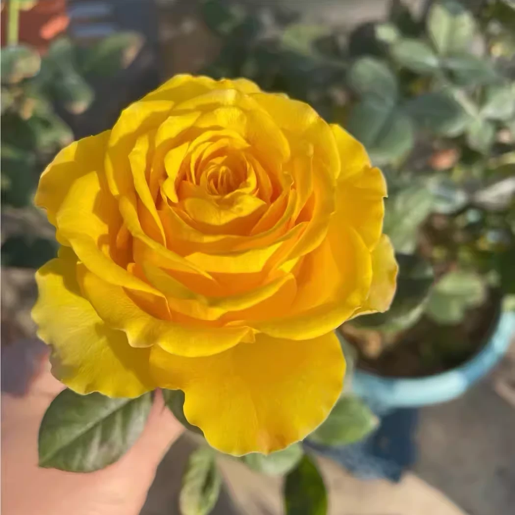 苏格兰黄油 黄色大切花玫瑰