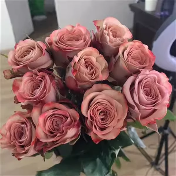 【卡布奇诺】月季花苗肯尼亚玫瑰花开花复古大花浓香四季盆栽花卉