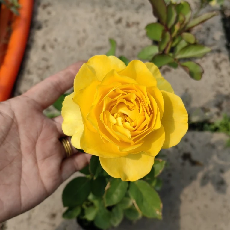 超新品欧月【澳洲热情】纯黄色多头浓香型切花灌木大花月季盆栽花卉