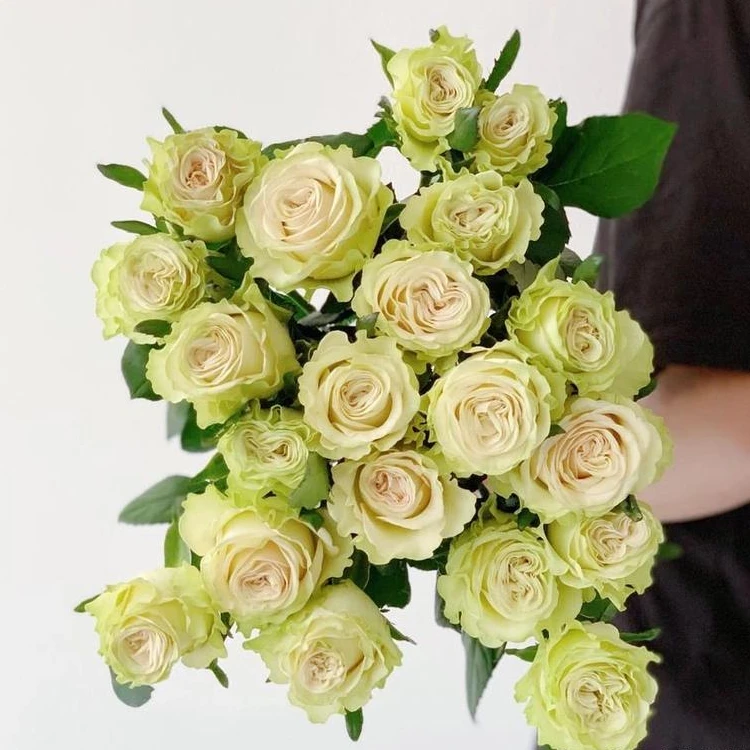 新品【琉璃翠】进口切花盆栽地栽卷芯大花四季开花抗病耐寒月季花卉