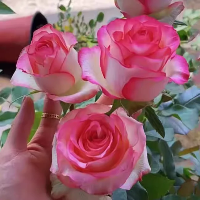 灌木切花月季爱莎/艾莎月季花苗盆栽庭院玫瑰品种花 玫瑰花苗地载