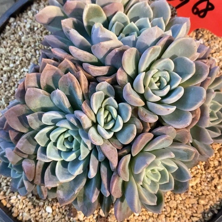 莎我是真的很喜欢