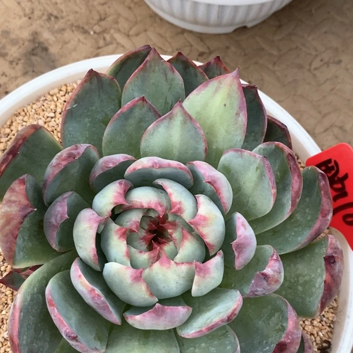 用****9我是真的很喜欢