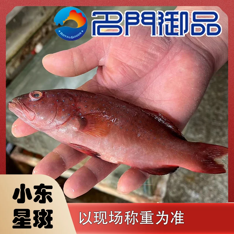 【小东星斑3斤】海产品睡着小东星斑  鱼类东星斑新鲜优选肉质