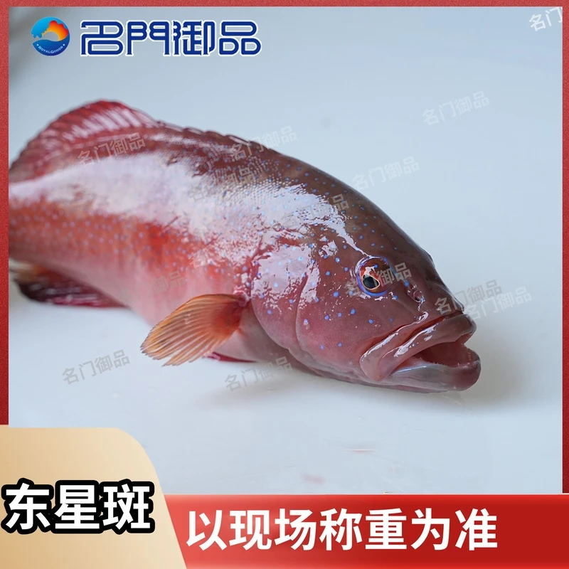 【睡着东星斑】海产品东星斑直播现称