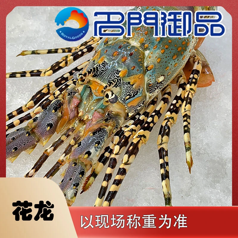 【睡着花龙3号】海产品花龙锦绣龙直播称重