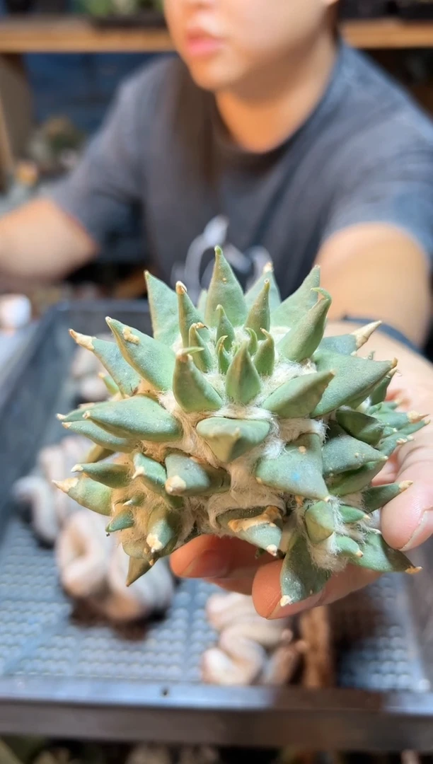 【闪购商品】3号无根龙牙牡丹群小瑕疵9.5公分