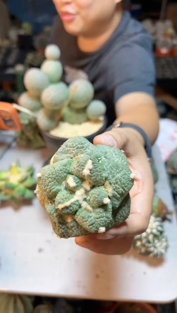 【闪购商品】晚17号苗接无根连山怒7.5公分