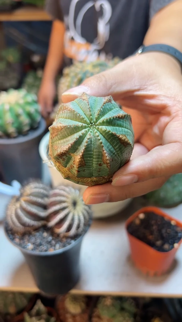 【闪购商品】23号单头欧布锈5公分