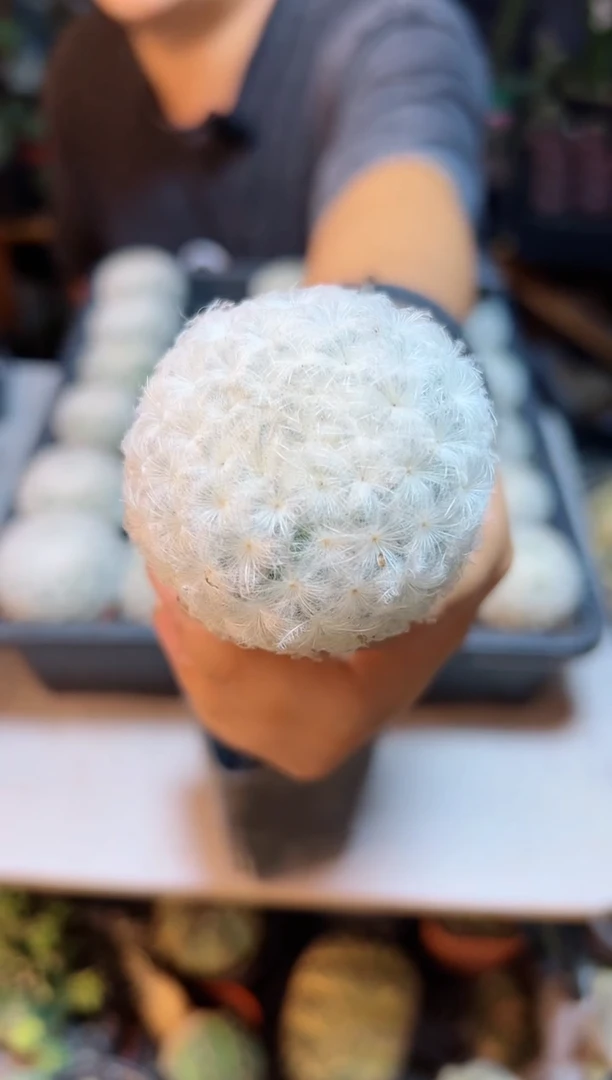 【闪购商品】精控实生白星4.5公分软软的正常的