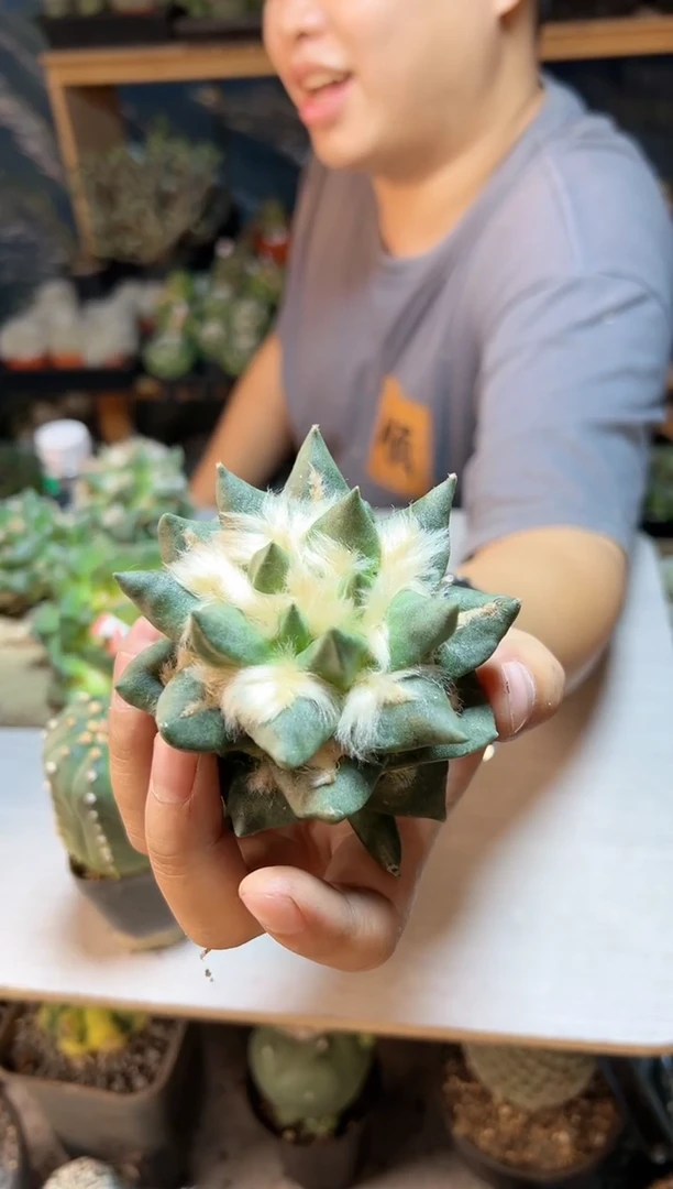 【闪购商品】14号中筋青瓷长毛无根8.3公分