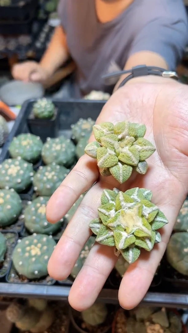 【闪购商品】苗接无根黄体大尤黑4.7公分1颗