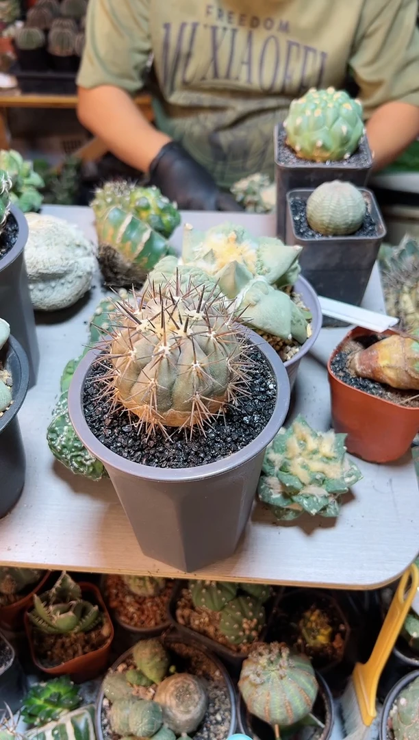 【闪购商品】苗接自根紫肌黑王球体6公分