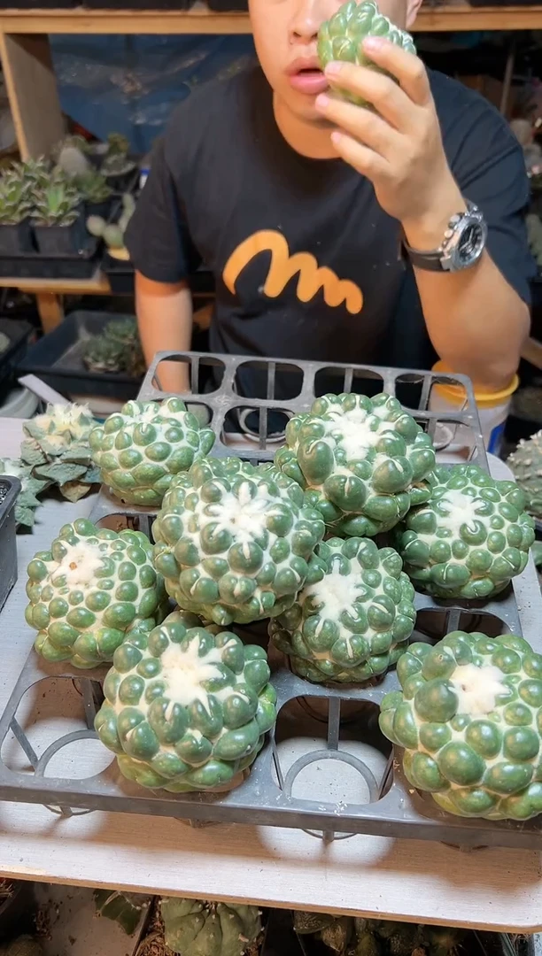 【闪购商品】无根无刺象牙8公分