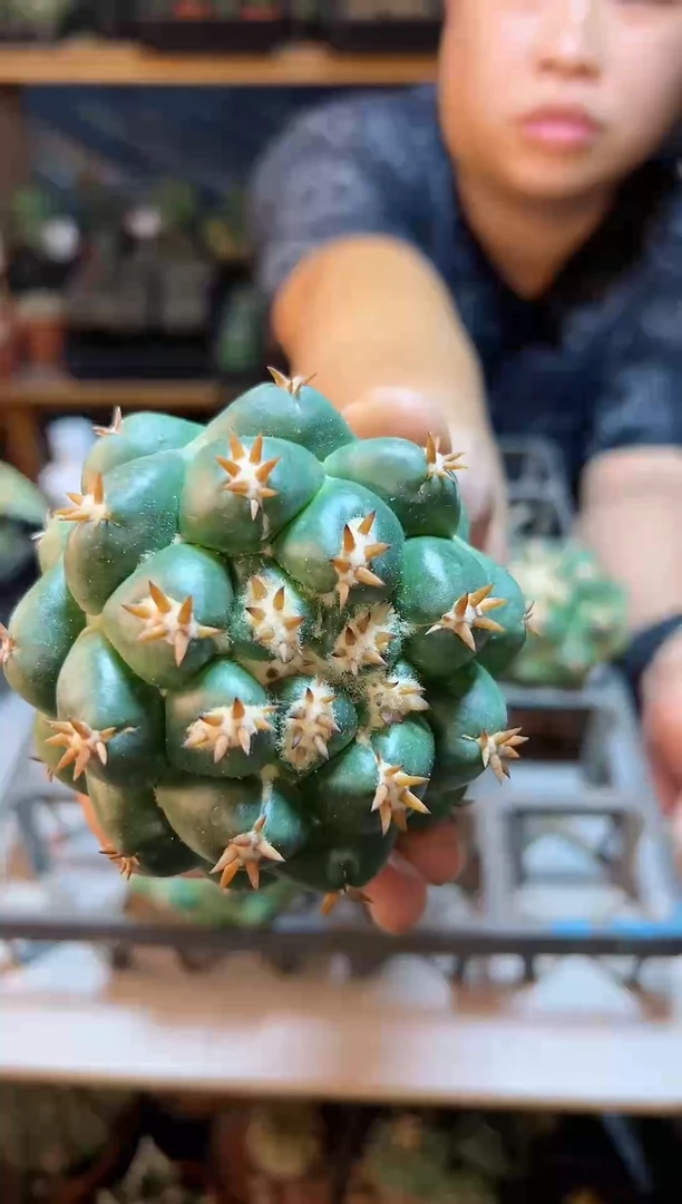 【闪购商品】无根短毫刺獠牙8公分小瑕疵