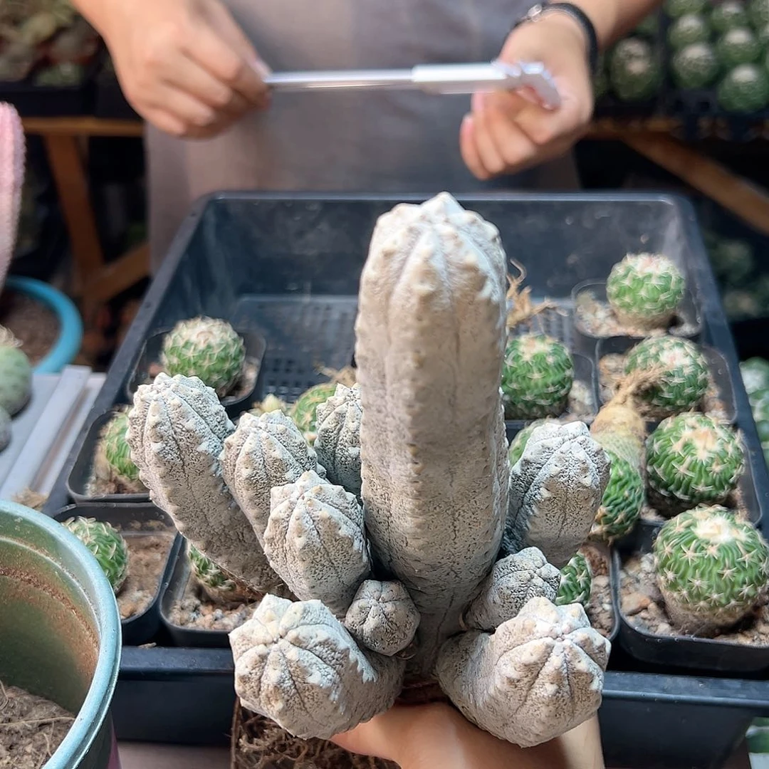 致**微1号水泥柱20公分
