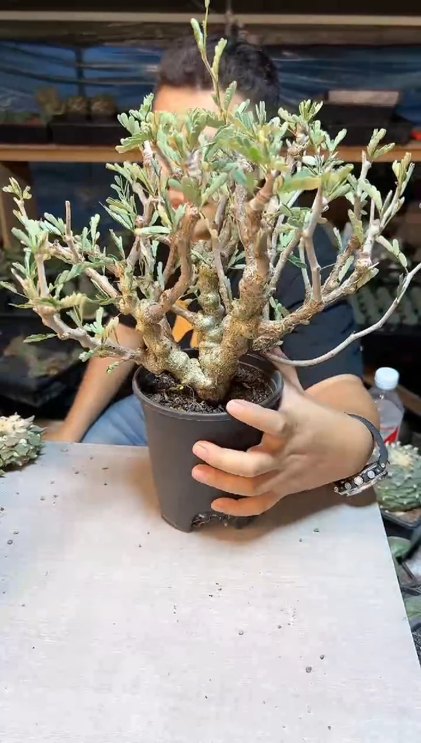 【闪购商品】1号实生沙漠苏木40公分