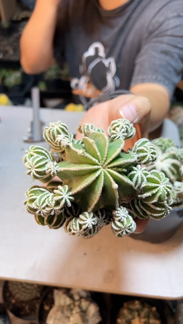 【闪购商品】辛盾花笼带小木心根9公分