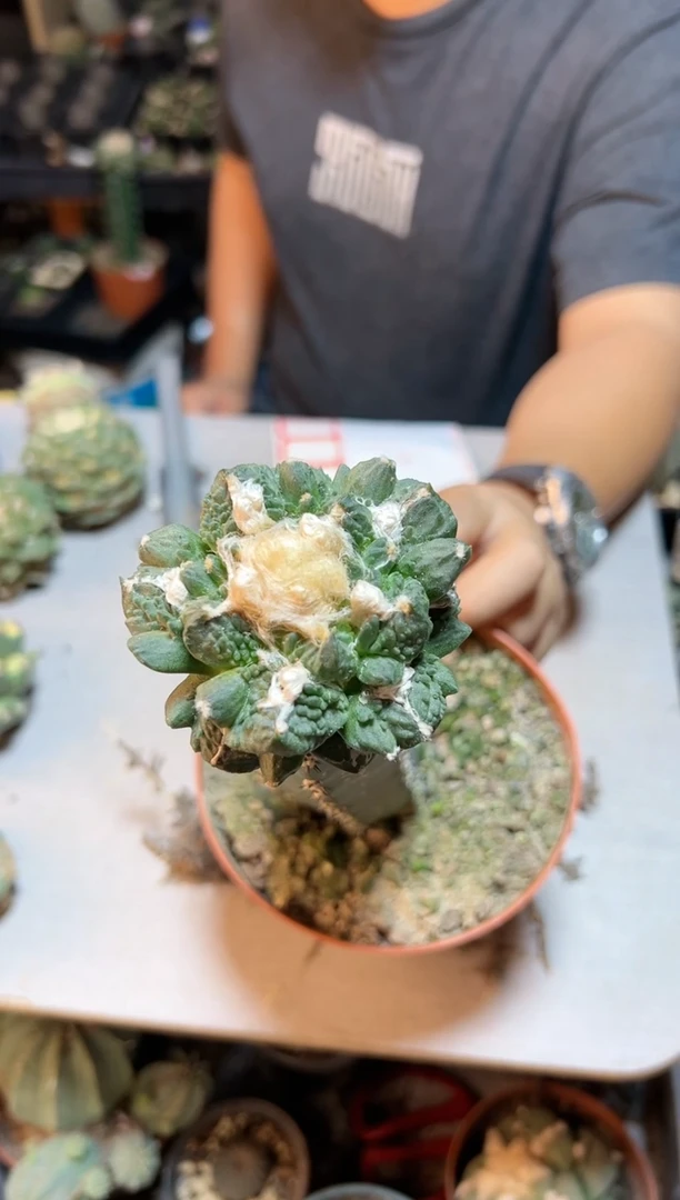 【闪购商品】33号三叉尤带柱6.5公分