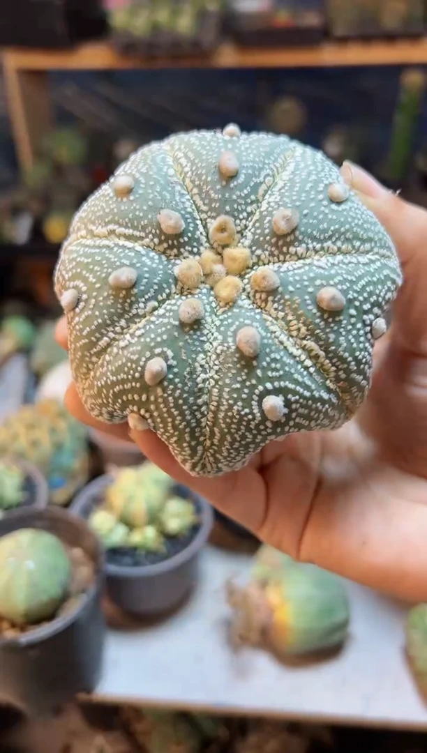 【闪购商品】自根海星布纹球1颗8.5cm
