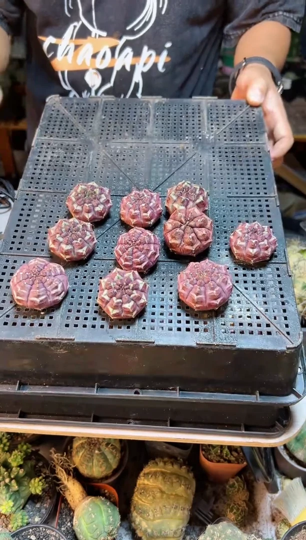 【闪购商品】小梦想单头4公分