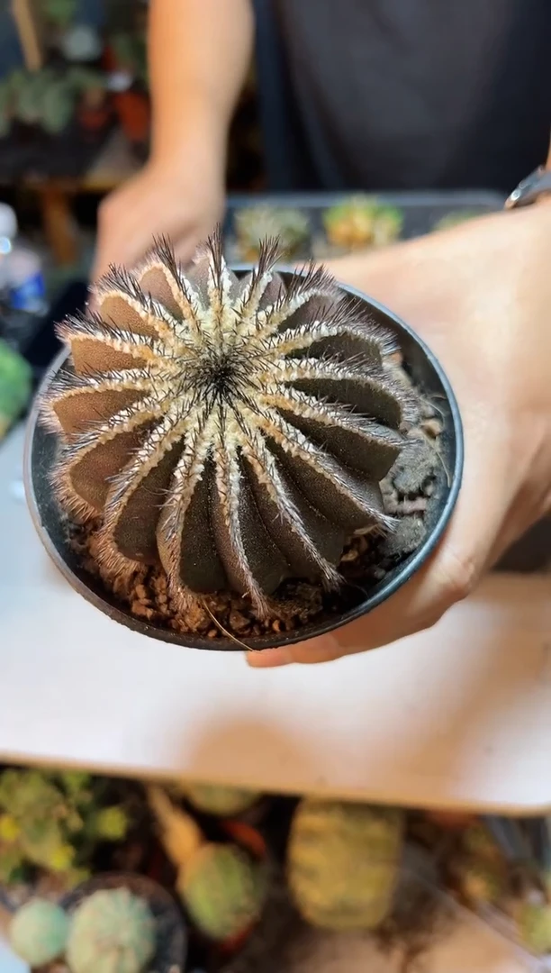 【闪购商品】自根自刺紫皮优博球含刺7公分