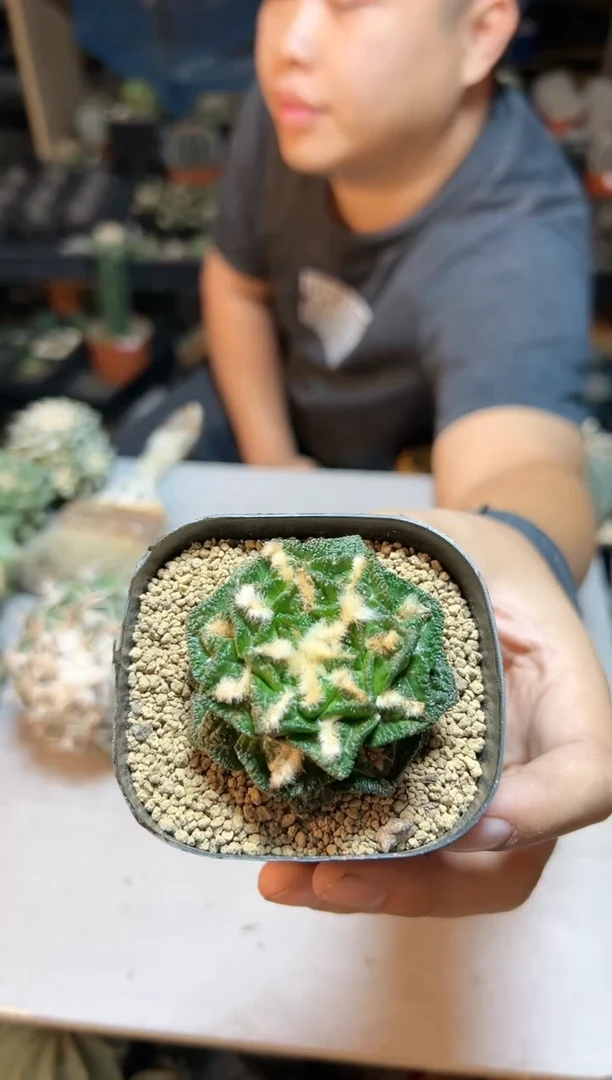 【闪购商品】晚8号自根辛盾牡丹5.6公分