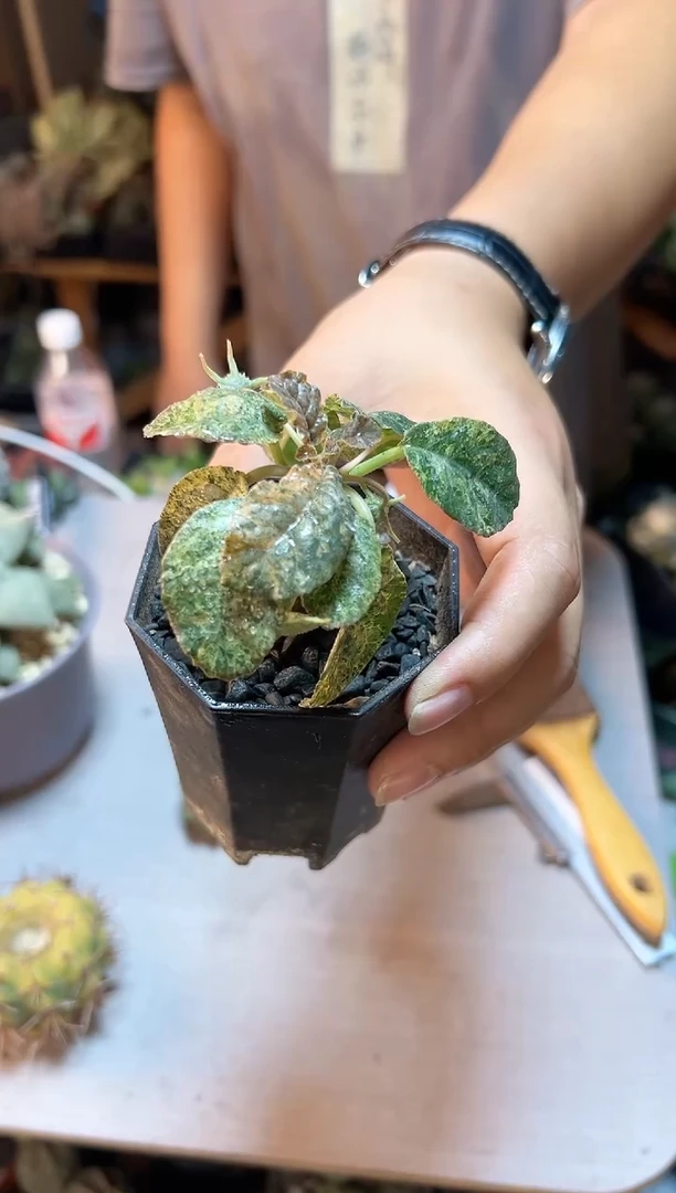 【闪购商品】圆叶琉桑锦