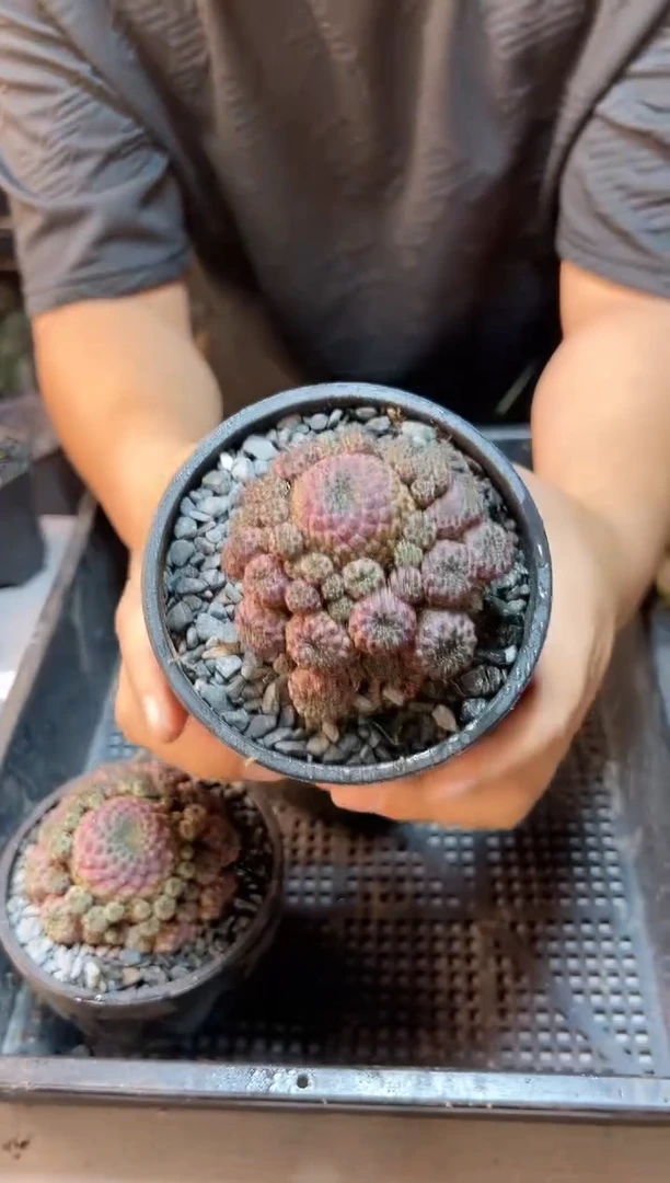 【闪购商品】自根紫丽丸群7公分