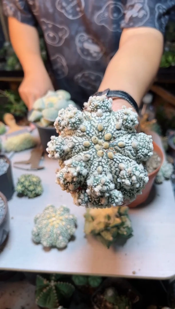 【闪购商品】6号超兜群8.5公分